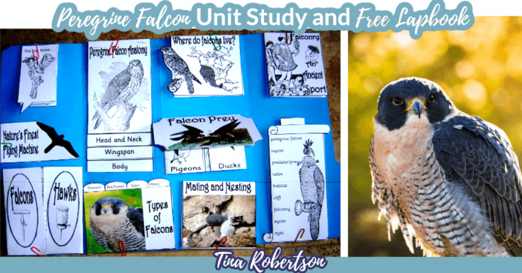 Peregrine Falcon Unit Study and Lapbook by Tina Robertson