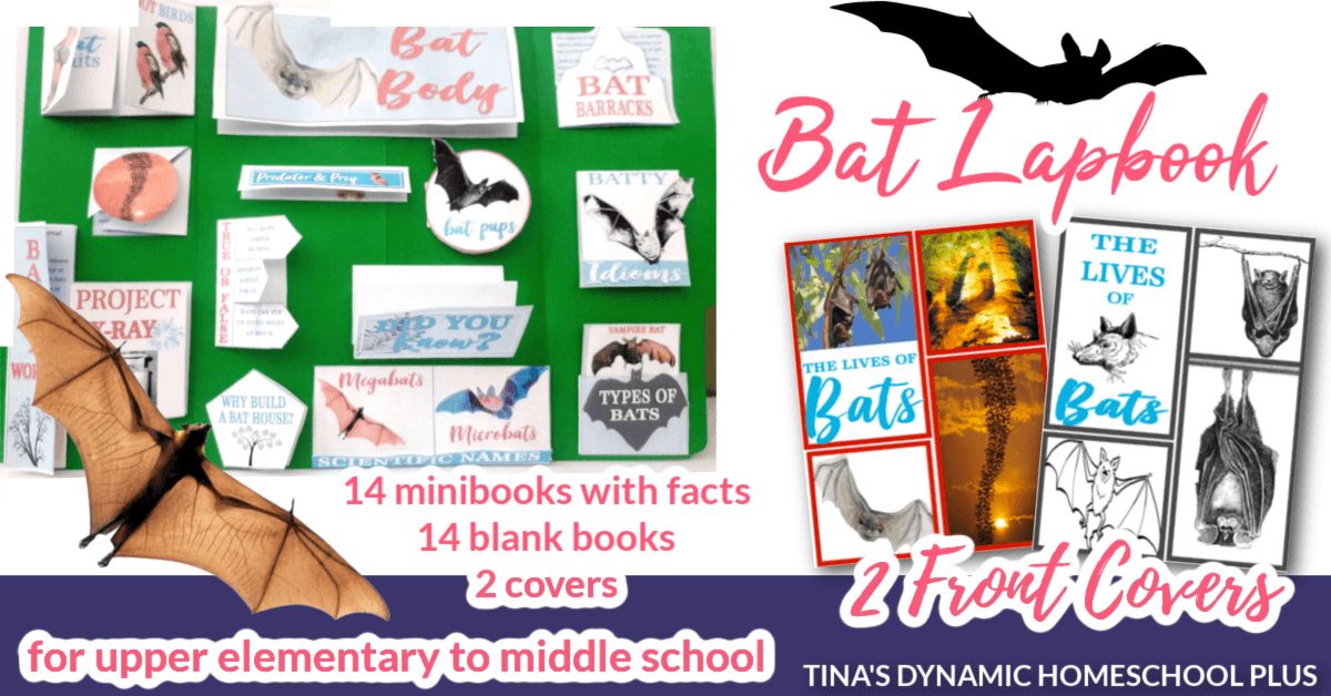 Why Bats Are Not Birds Fun Homeschool Unit Study and Lapbook