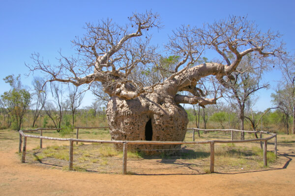 Famous and Historic Trees Fun Nature and History Homeschool Unit Study