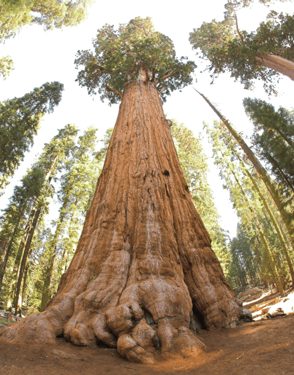 Famous and Historic Trees Fun Nature and History Homeschool Unit Study