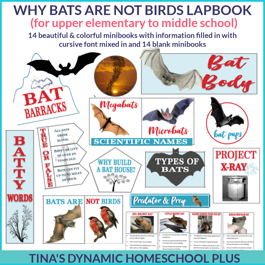 Why Bats Are Not Birds Fun Homeschool Unit Study and Lapbook