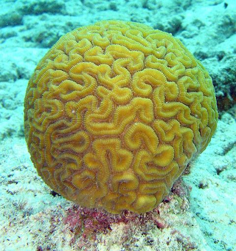 Coral Reef Unit Study and Lapbook