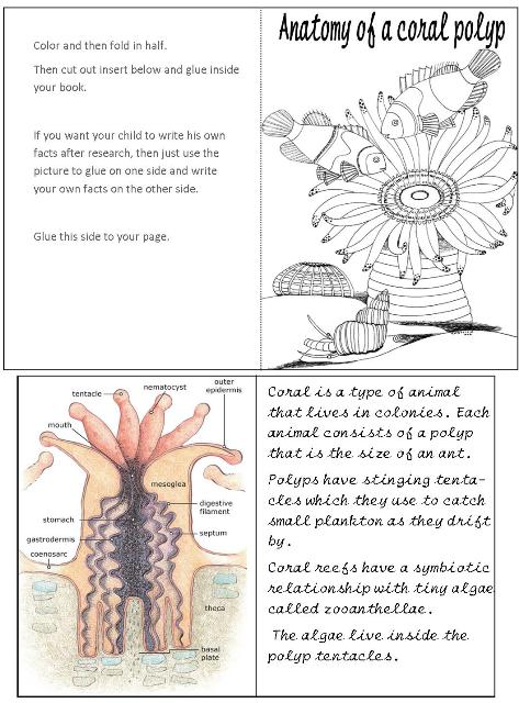 Coral Reef Unit Study and Lapbook