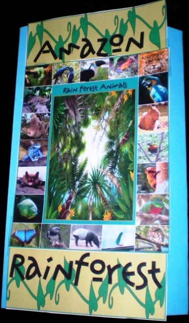 Rain Forest - Animals of the Amazon