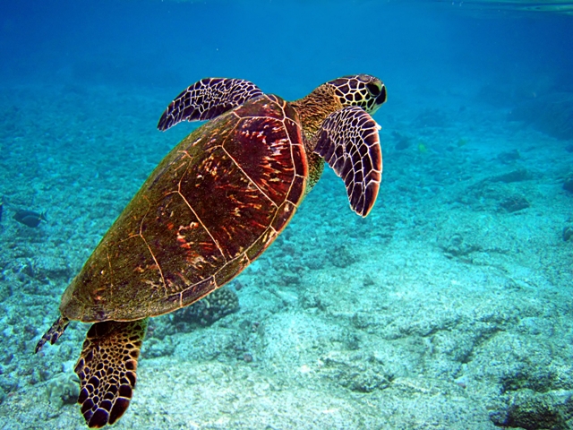 Coral Reef Unit Study and Lapbook