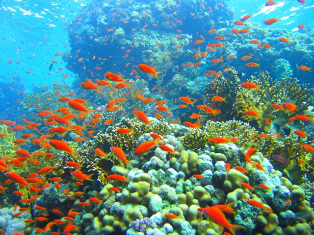 Coral Reef Unit Study and Lapbook