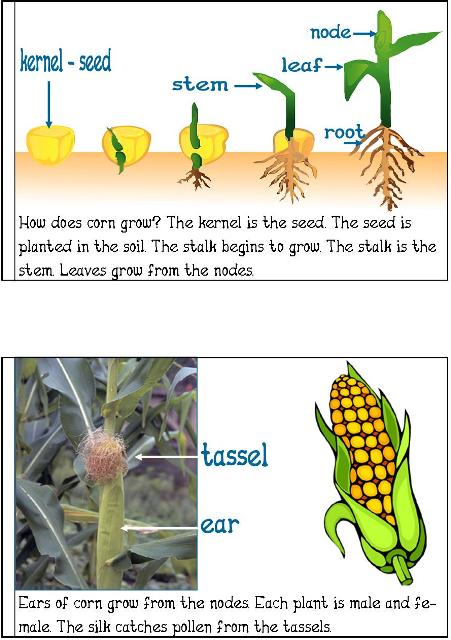Fall Unit Study {Pumpkins, Leaves, Corn, & More}