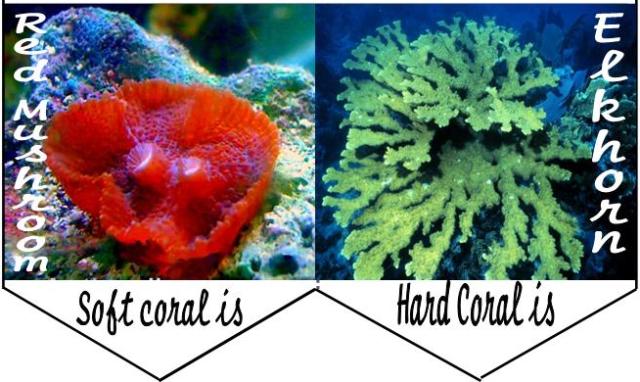 Coral Reef Unit Study and Lapbook