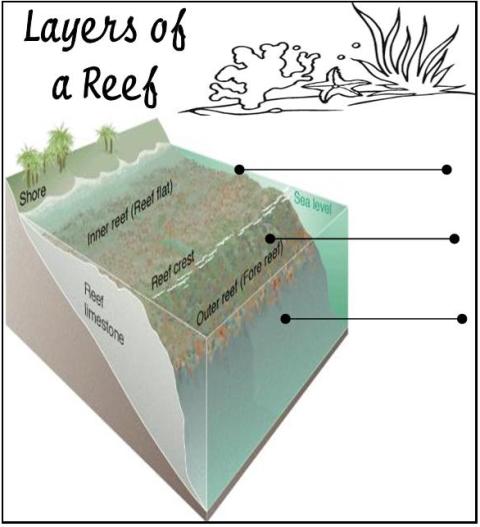 Coral Reef Unit Study and Lapbook