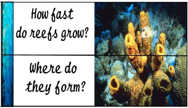 Coral Reef Unit Study and Lapbook