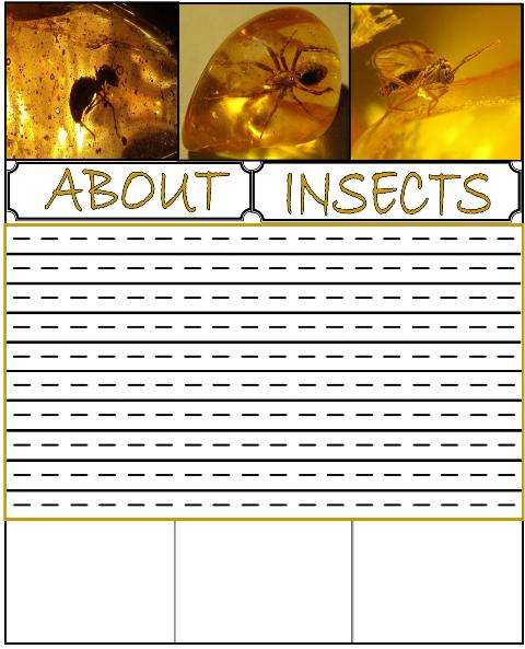 Amber - Freezing Gold Lapbook and Unit Study