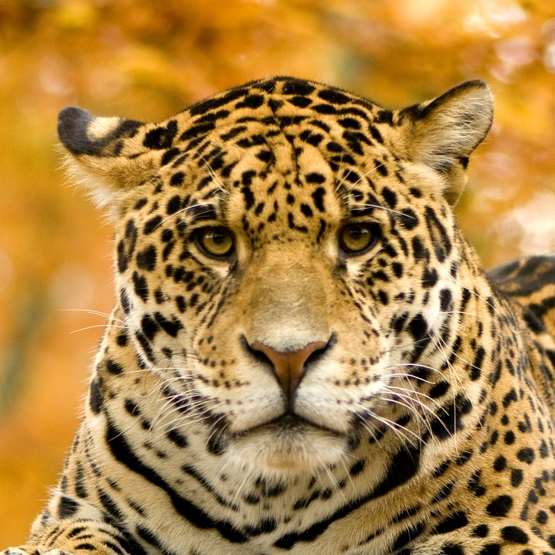 Lista 92+ Foto Animals That Are In The Amazon Rainforest Mirada Tensa