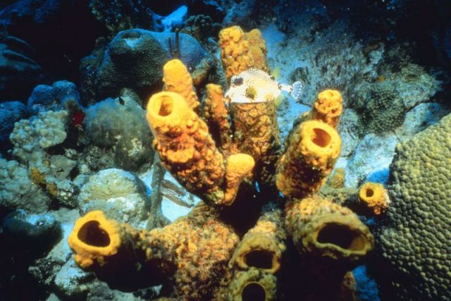 Coral Reef Unit Study and Lapbook