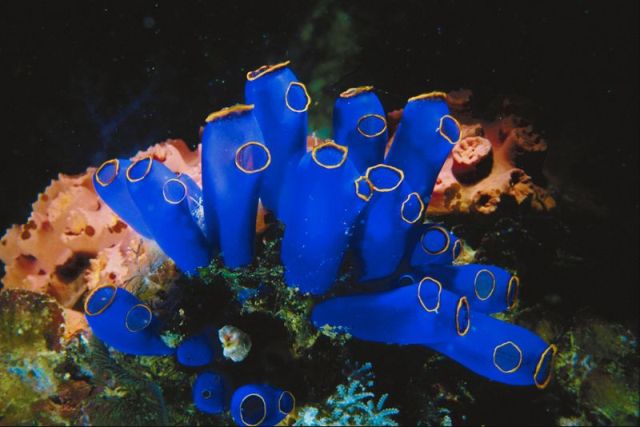 Coral Reef Unit Study and Lapbook