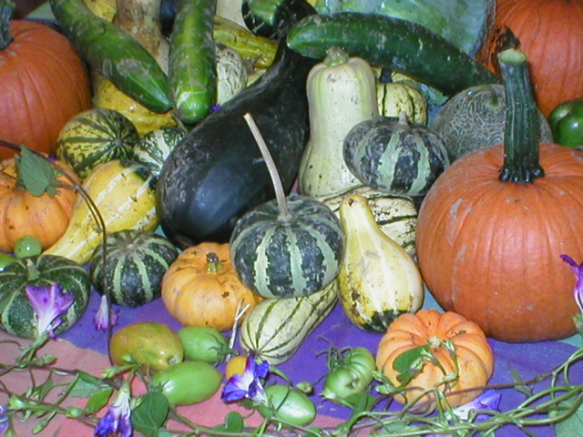 Fall Unit Study {Pumpkins, Leaves, Corn, & More}